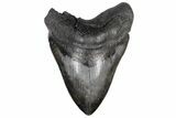 Huge, 5.71" Fossil Megalodon Tooth - South Carolina - #200799-1